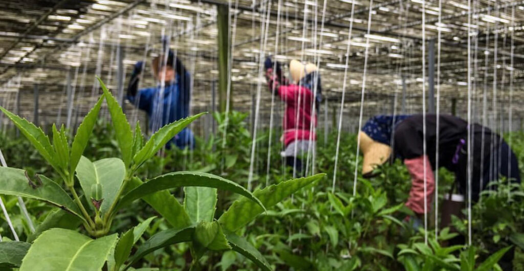 畑で作業をする人と千両